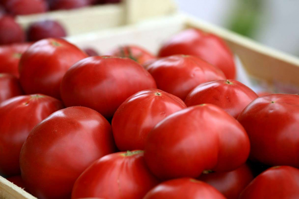 Будут выращивать томаты