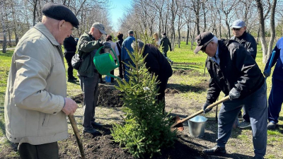 19,5 тыс. саженцев деревьев высадили в СКО рамках республиканской акции