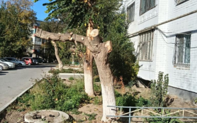 Можно ли обрезать деревья во дворе без согласия соседей