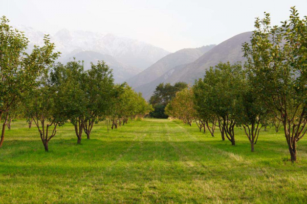 Глава МСХ проверил ход реализации проекта по возрождению сорта &laquo;Апорт&raquo;