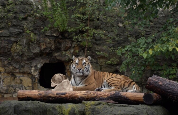 В Ленинградском зоопарке умер 16-летний амурский тигр Амадей
