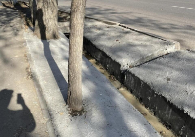 В центре Алматы забетонировали деревья