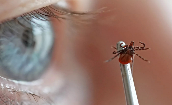 Энцефалит от клеща легко спутать с гриппом, заявил Роспотребнадзор Татарстана