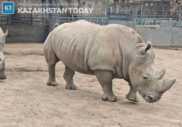 Посетитель зоопарка Алматы бросил камнем в глаз носорогу &nbsp;&nbsp;
