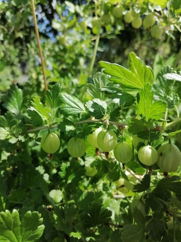 Календарь огородника: крыжовник любит вкусно &laquo;покушать&raquo;