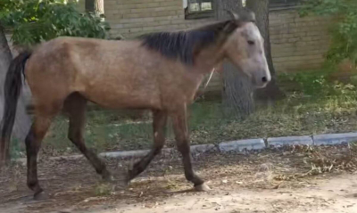 Пять часов ловили бродящую по улицам лошадь в Костанае