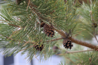 Метель накроет Казахстан