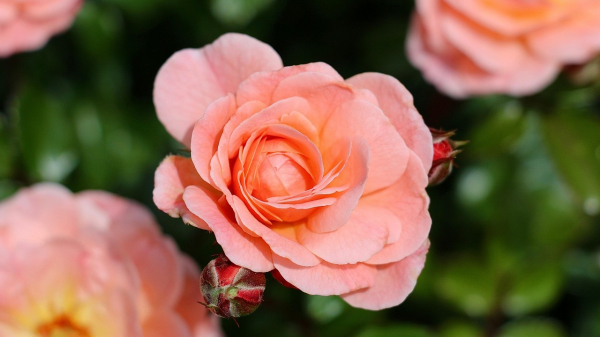 22 октября: от традиций Индии до военных финансистов