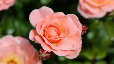 22 октября: от традиций Индии до военных финансистов