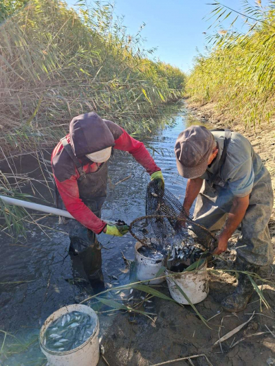 В Приаралье спасены свыше 11 млн мальков рыбы