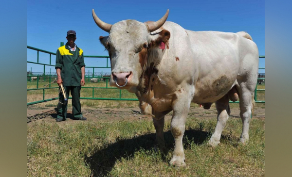 Породистость как стратегия
