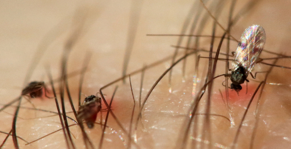 The Thaiger: в Таиланде мужчина умер от сепсиса после укусов мошек в ногу