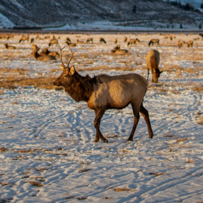 Хотят стать ковбоями и не запирают двери: Казахстанки о жизни в американской глубинке