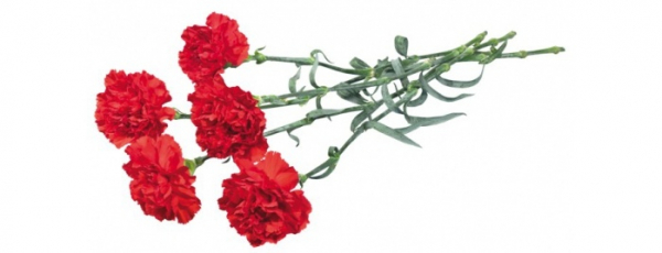 В Бишкеке пройдет фестиваль-конкурс "Красная гвоздика - память поколений"